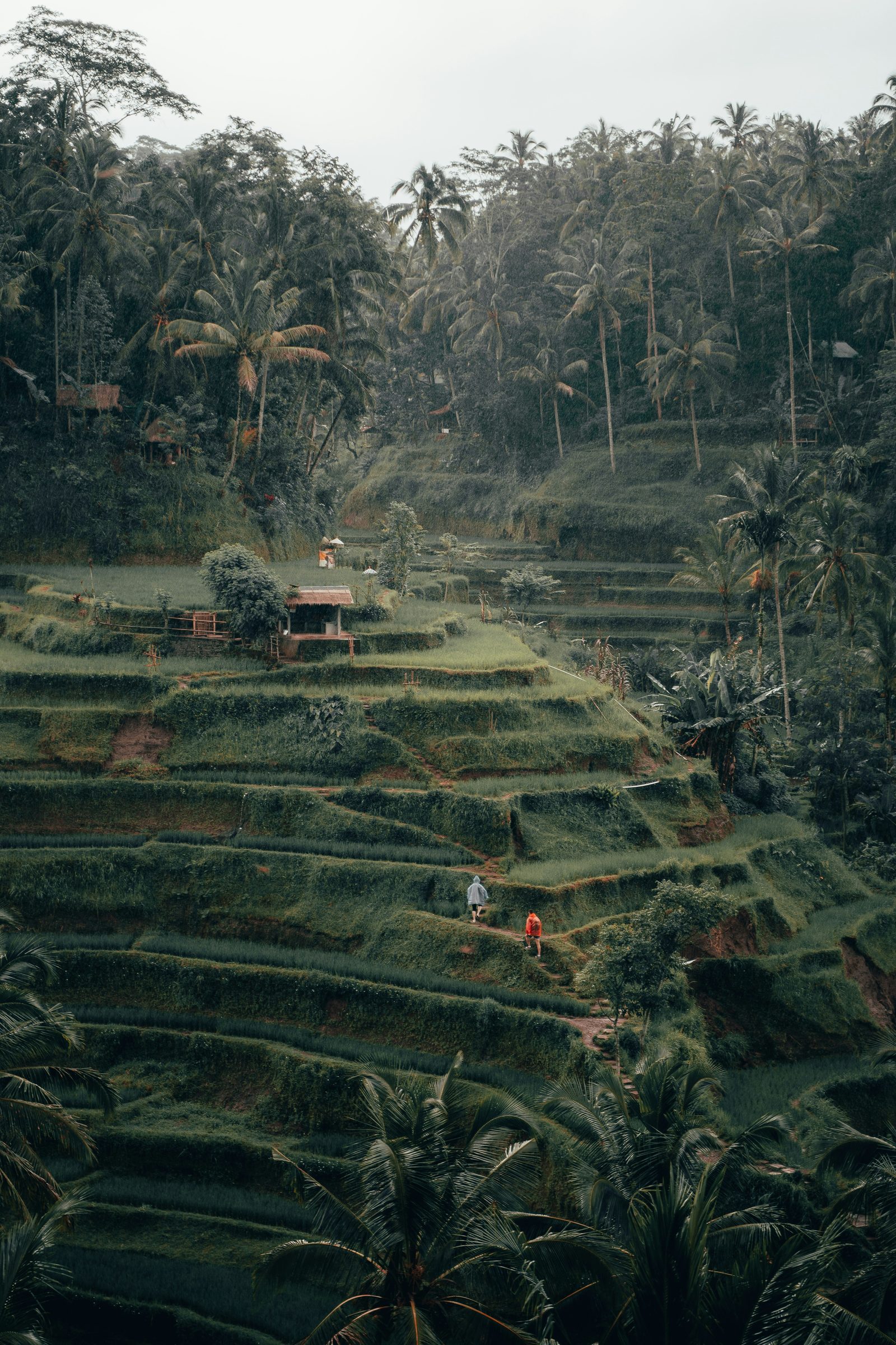 Rice terraces near Ubud, Bali