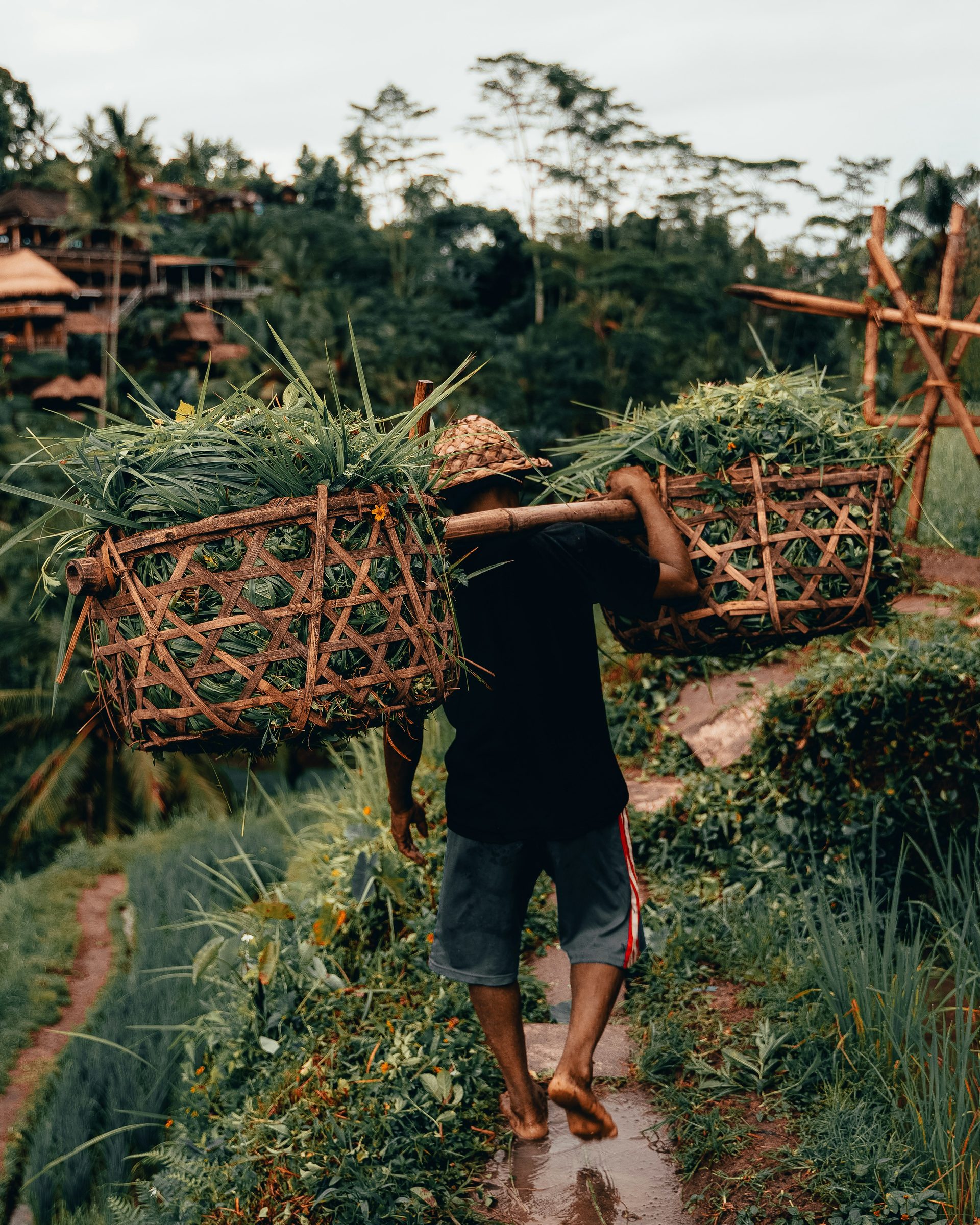 A farmer in the rice fields, Ubud, Bali