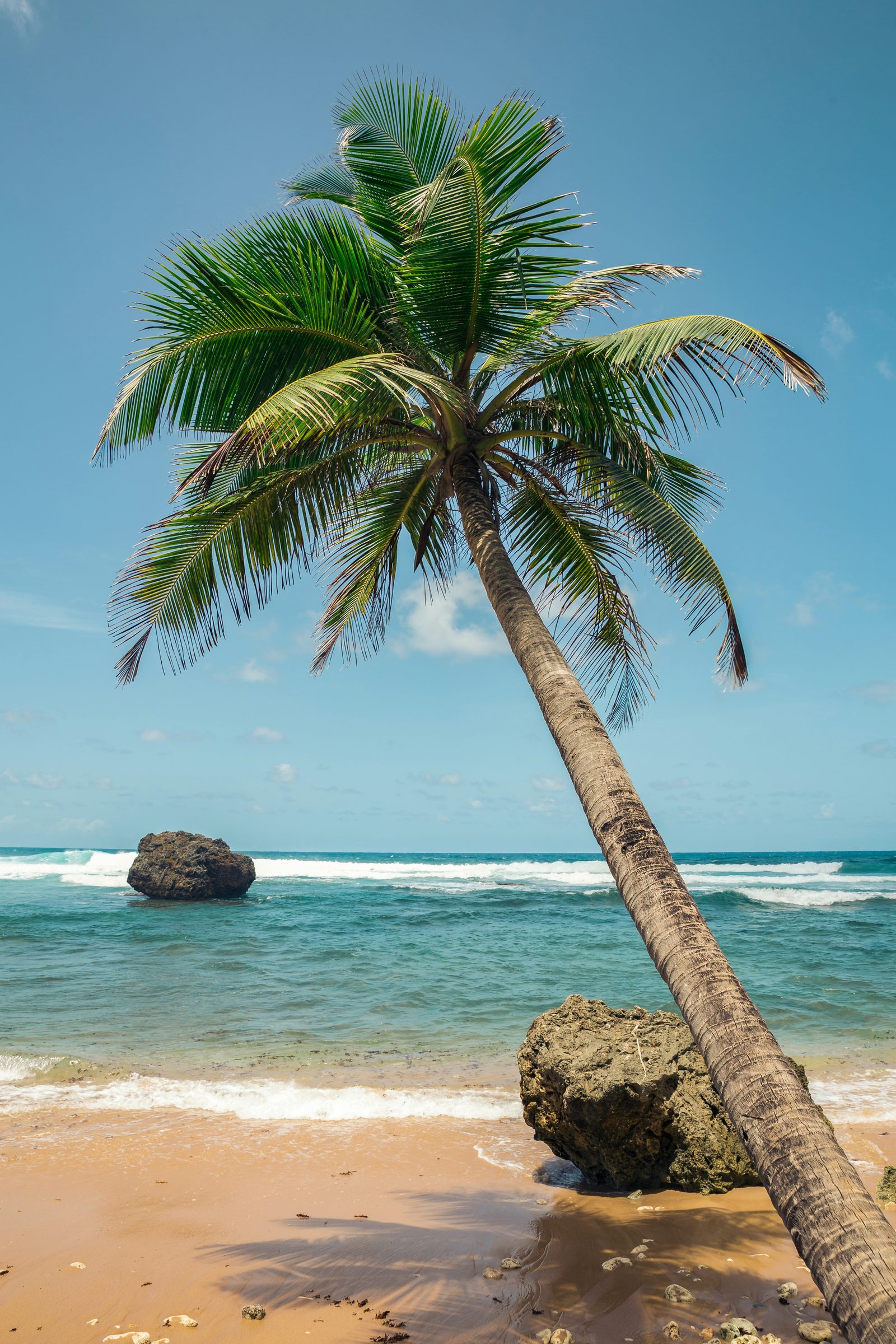 A leaning palm and a rock in the surf, Barbados, Caribbean