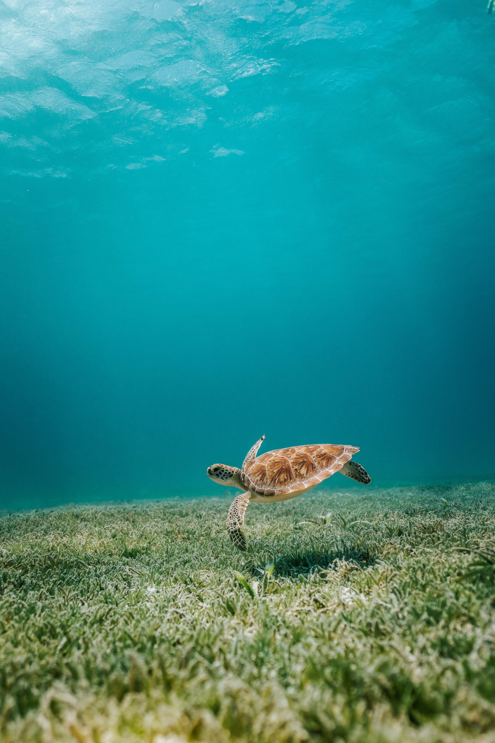 Swimming with turtles over the reef, Caribbean
