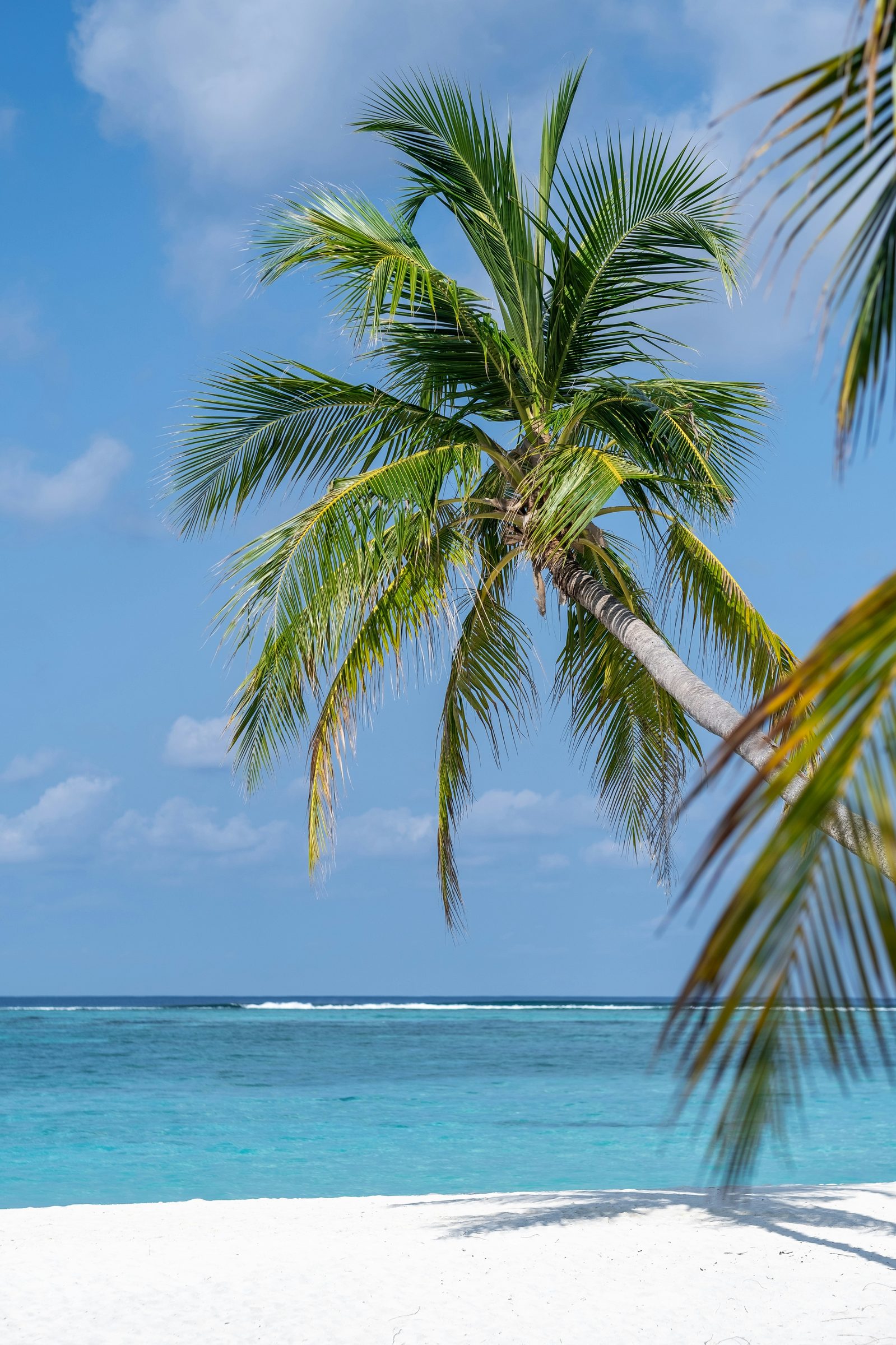 A leaning palm over white sand, Barbados, Caribbean