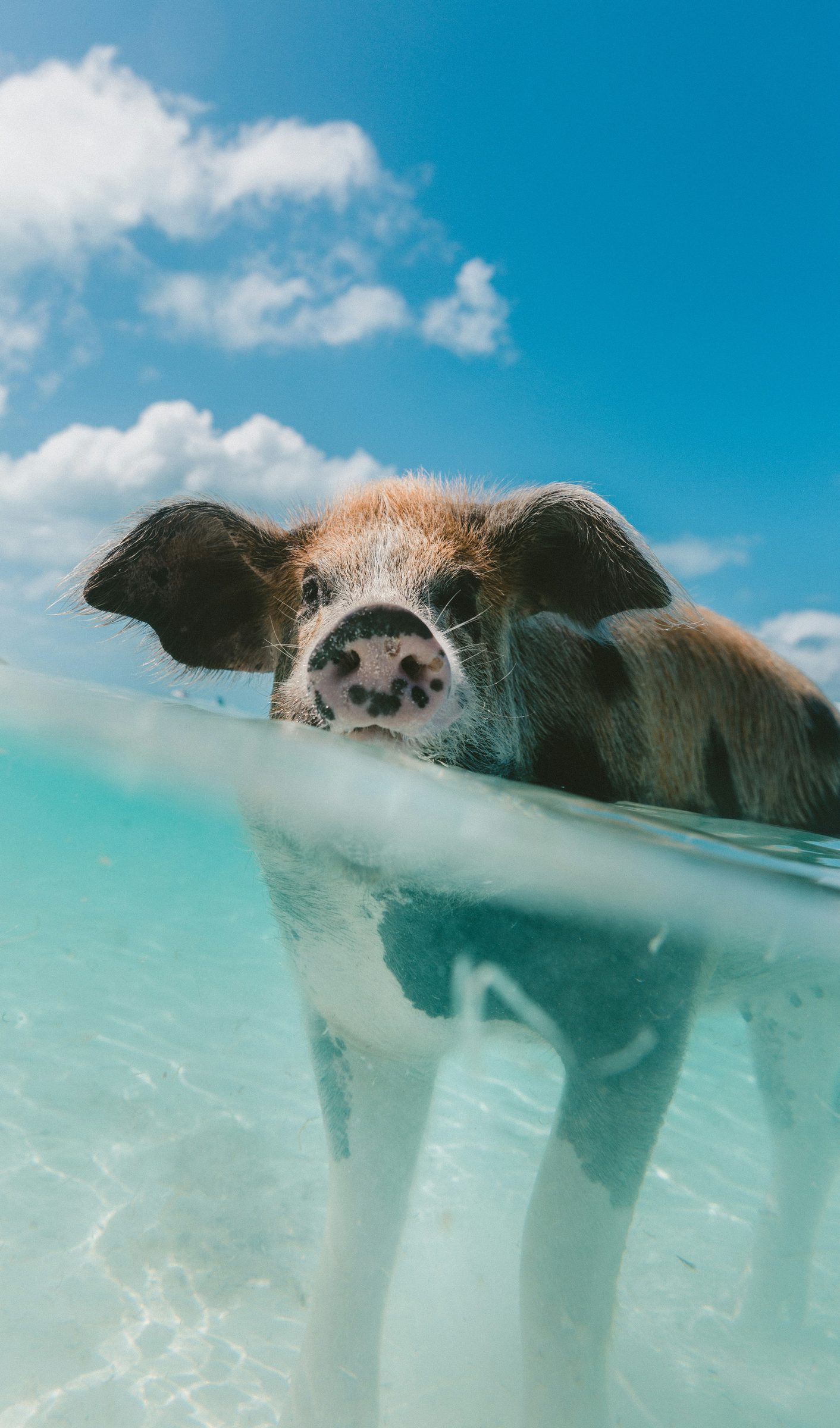 Swimming with the pigs in the Exuma cays, Bahamas, Caribbean
