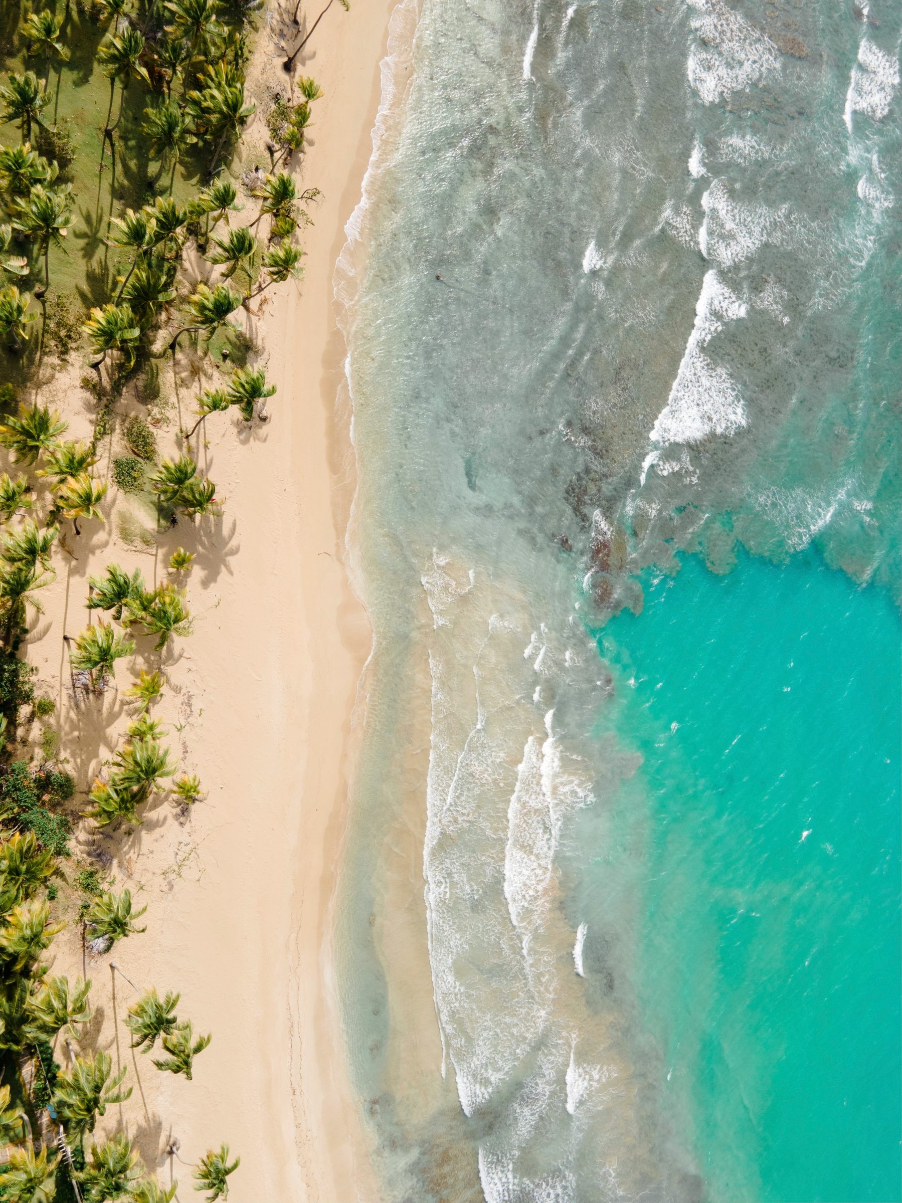 A palm-fringed shore from the air, Antigua, Caribbean