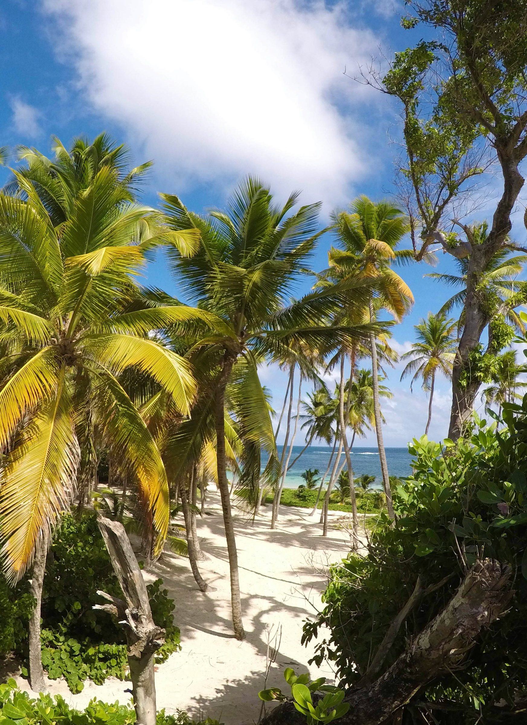 A palm grove leading to the sea, Mustique, Caribbean