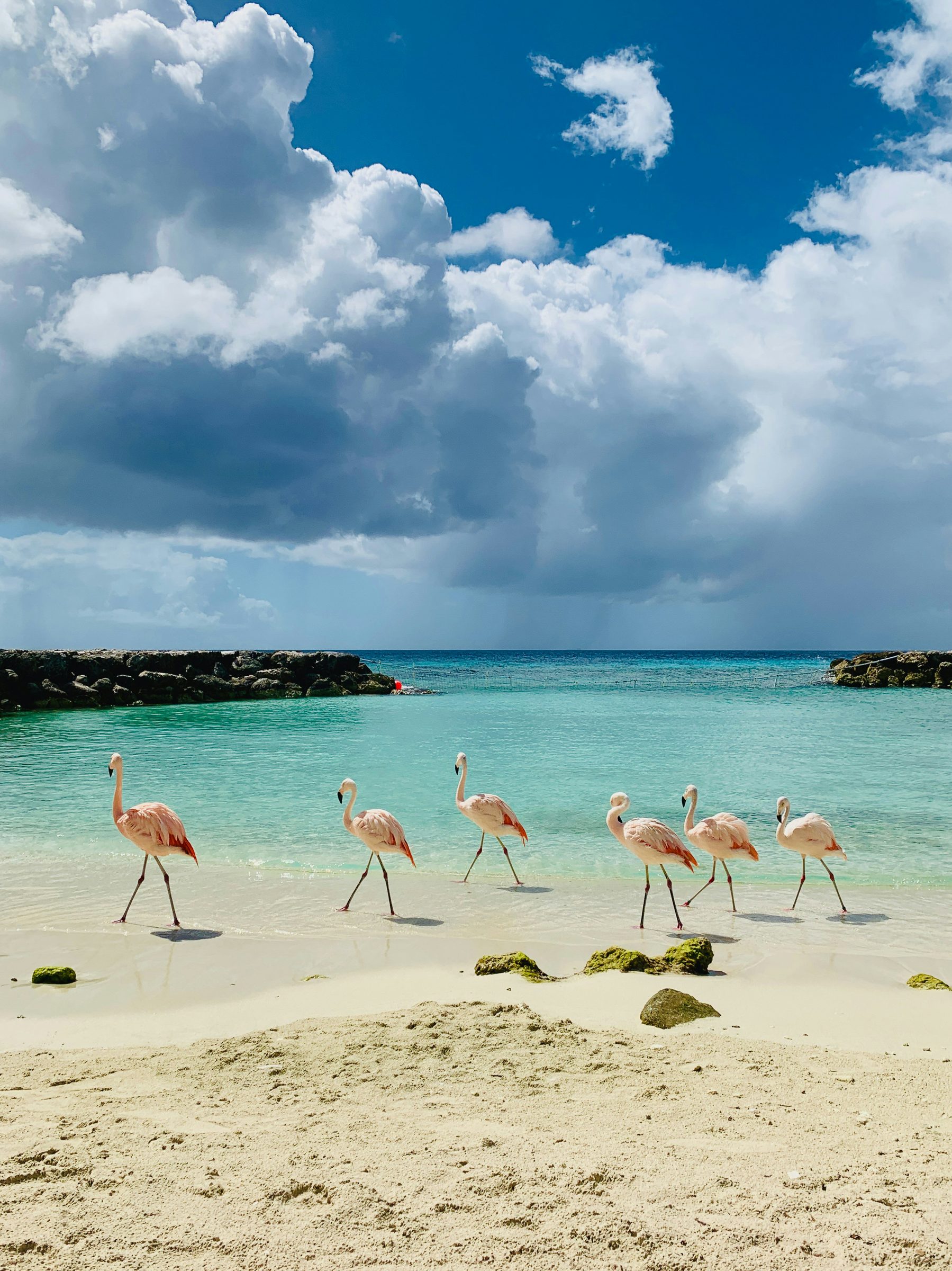 Flamingos on a private island beach, Caribbean