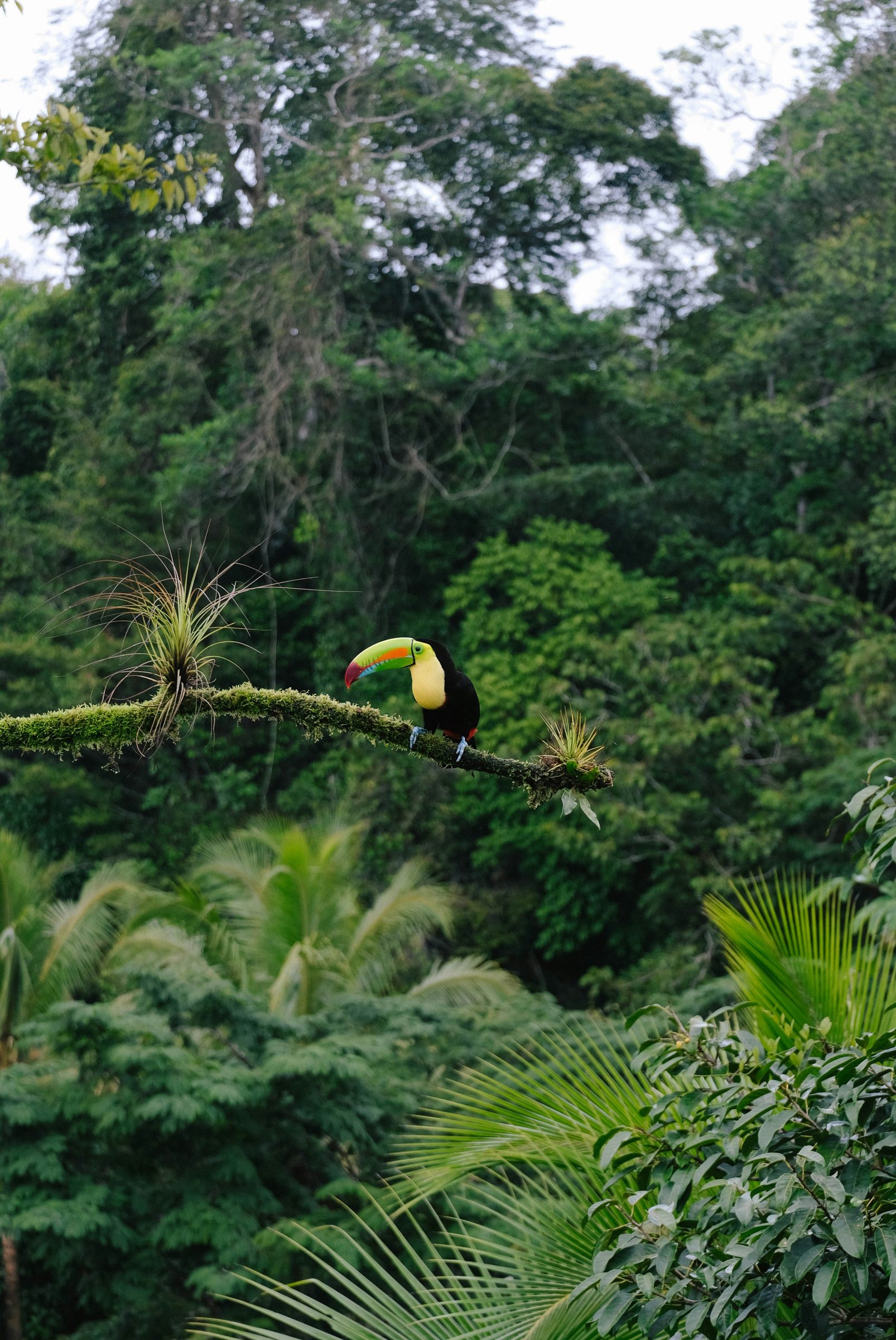 A keel-billed toucan in the rainforest, Costa Rica