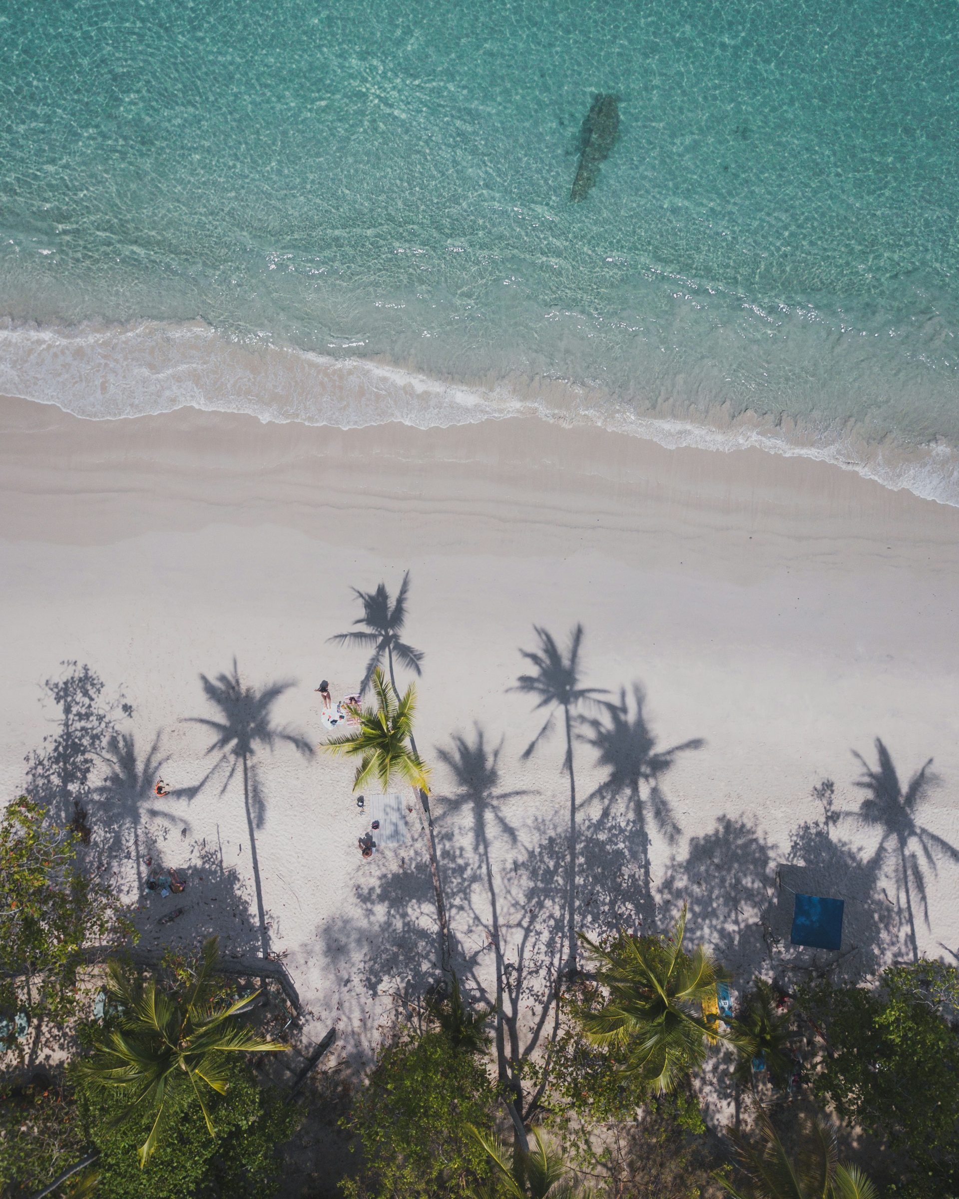 Palms above the surf, Guanacaste, Costa Rica
