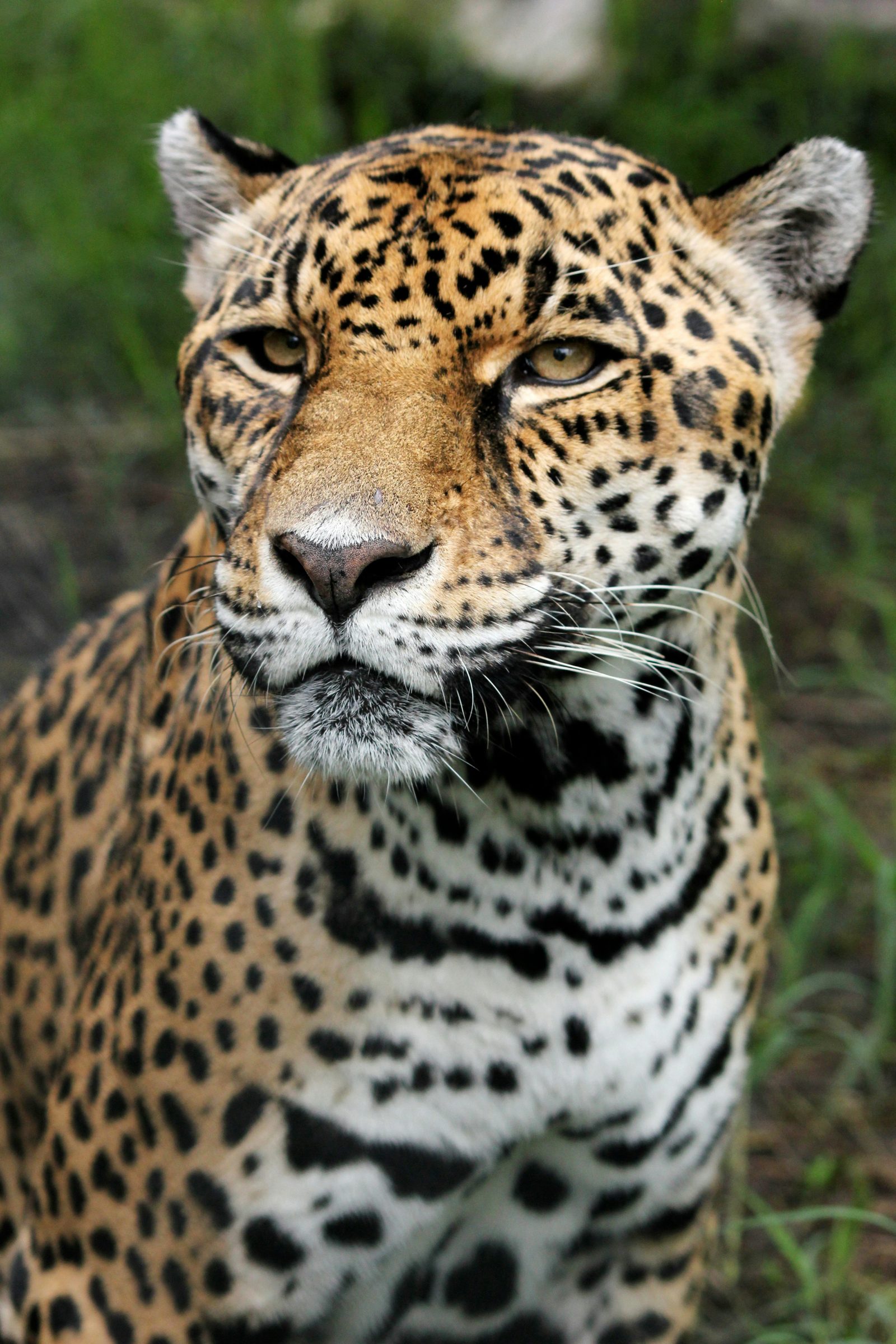 A jaguar in the wild, Costa Rica