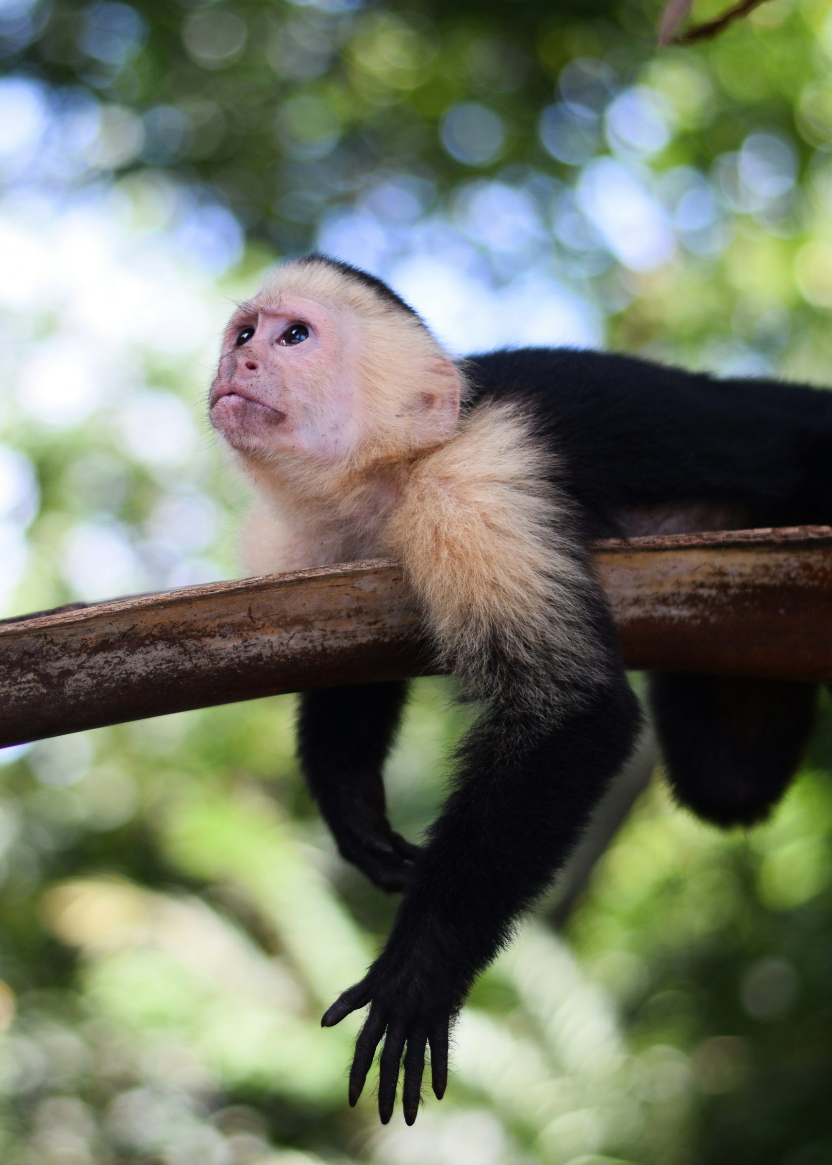 A white-faced capuchin monkey, Costa Rica