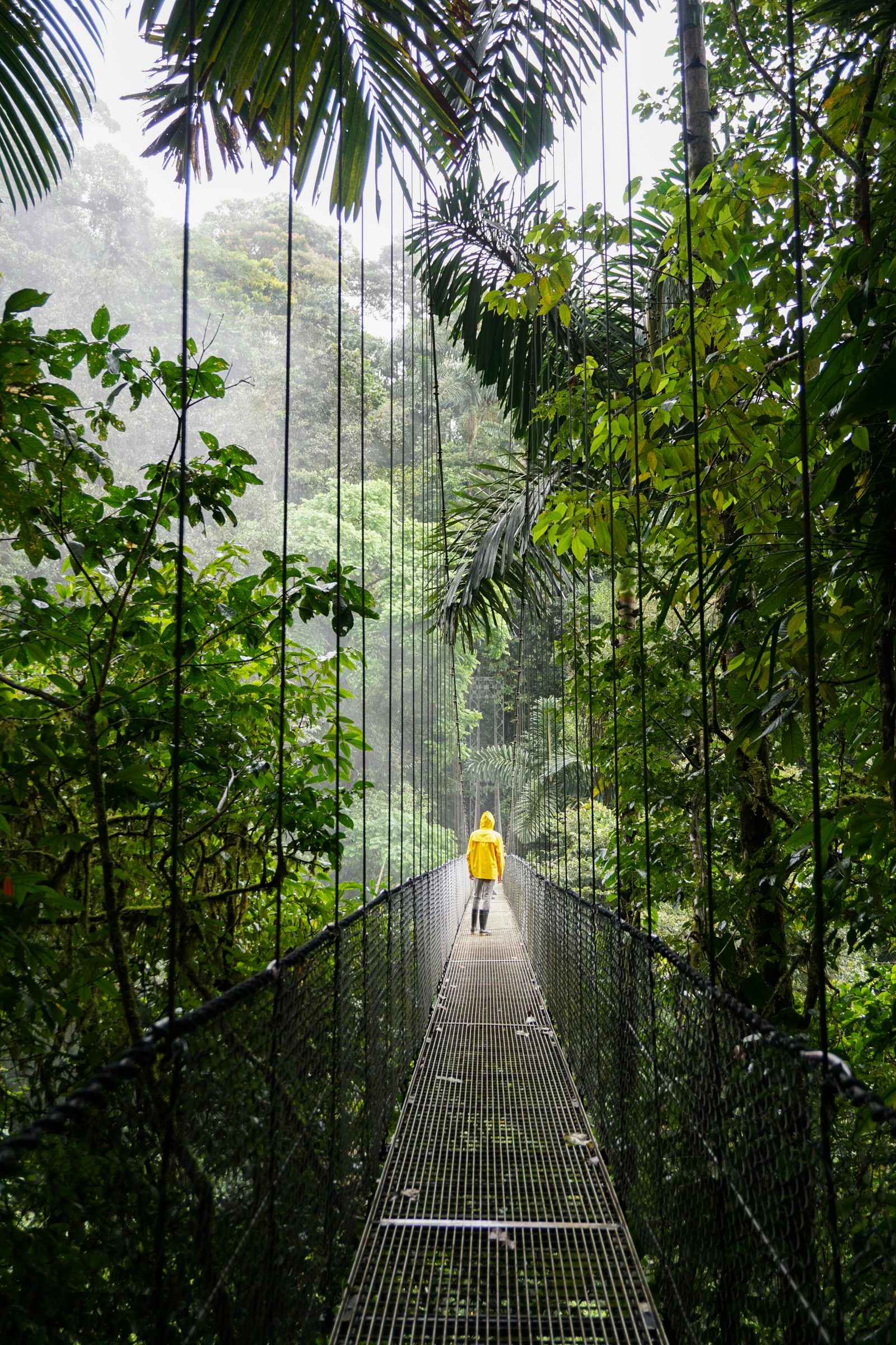 A misty cloud-forest hanging bridge, Monteverde, Costa Rica