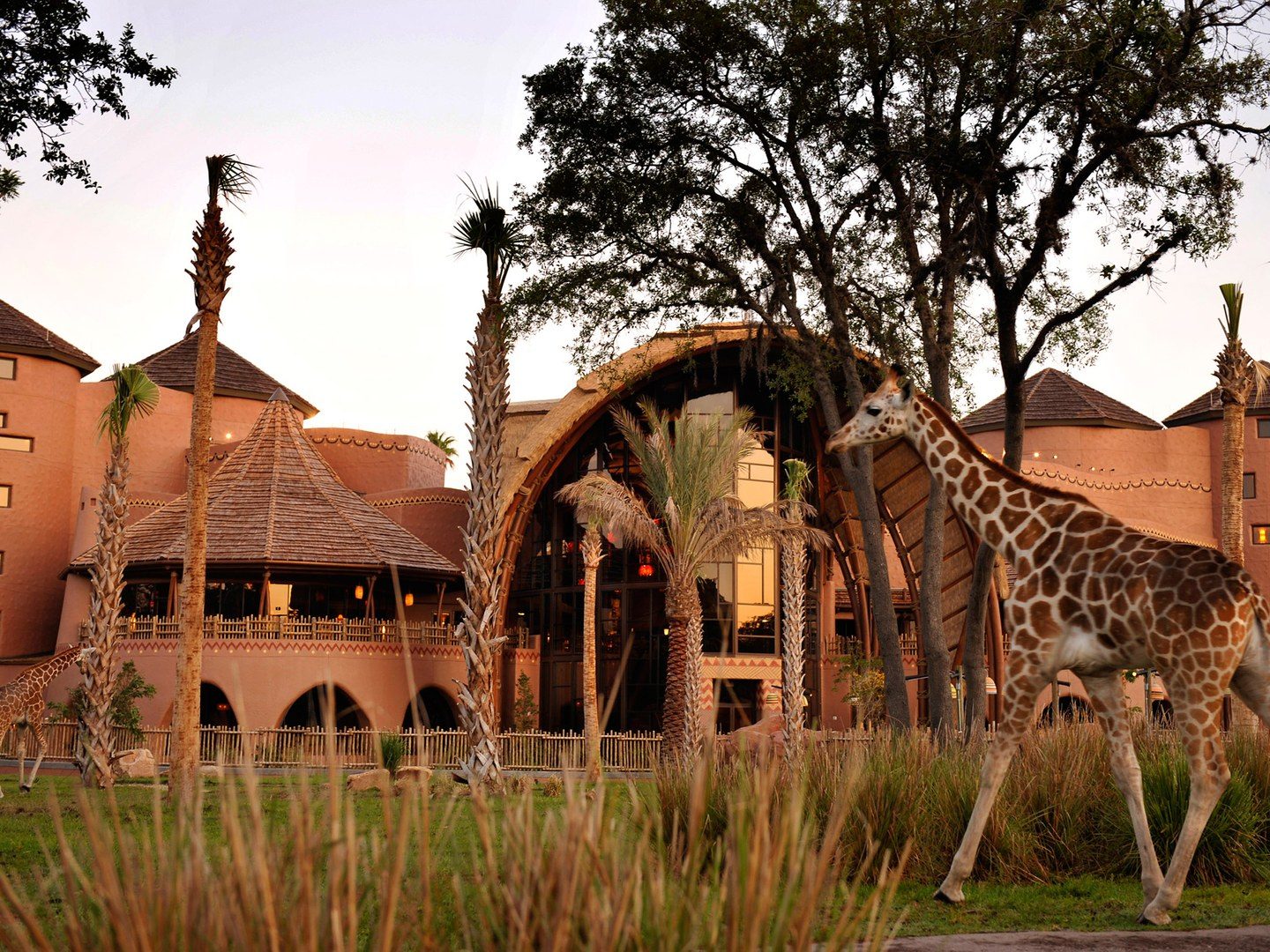 A giraffe wandering the savanna beside Disney's Animal Kingdom Lodge, Walt Disney World, Orlando