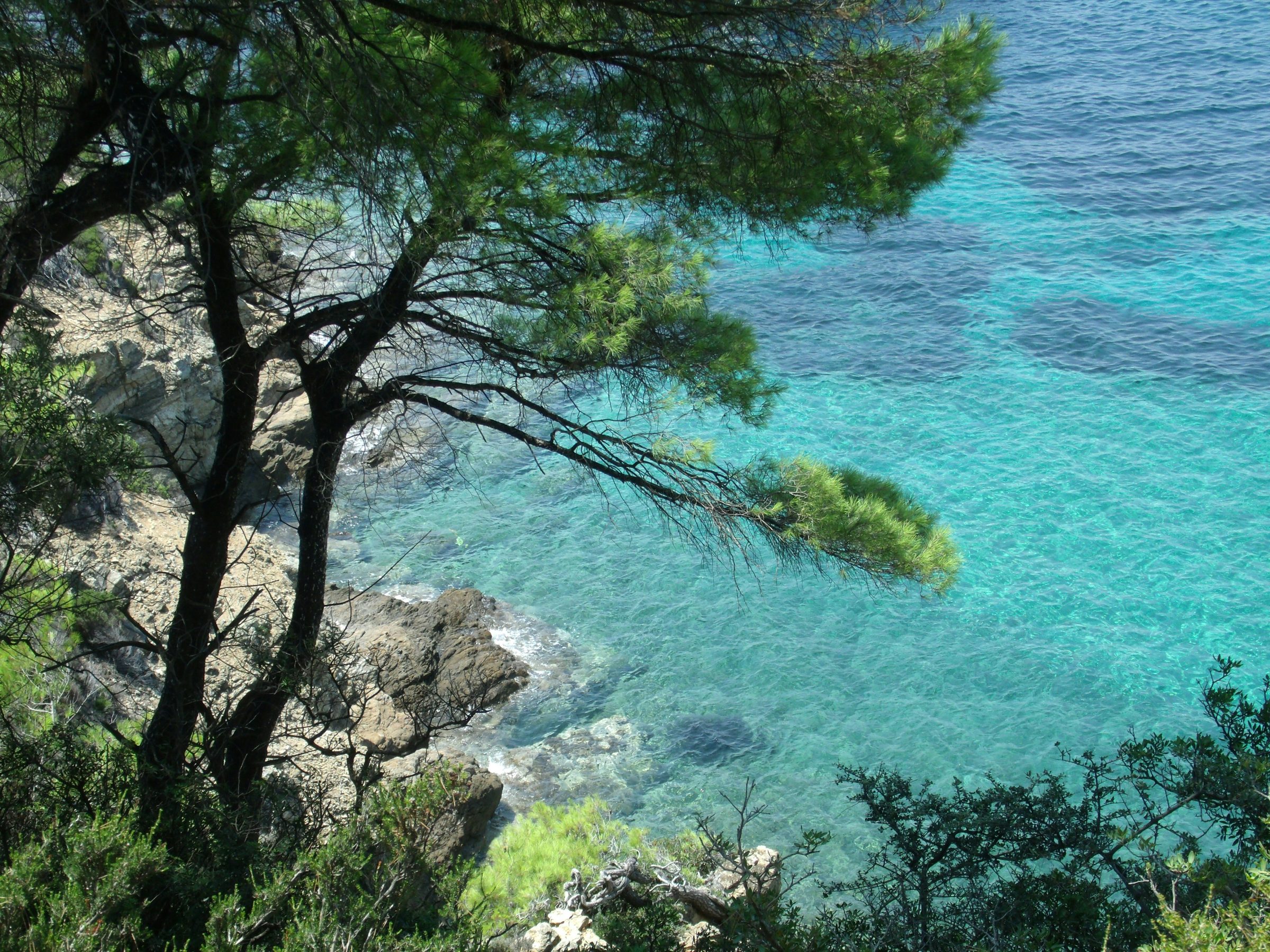 A pine-fringed turquoise cove, the Peloponnese, Greece