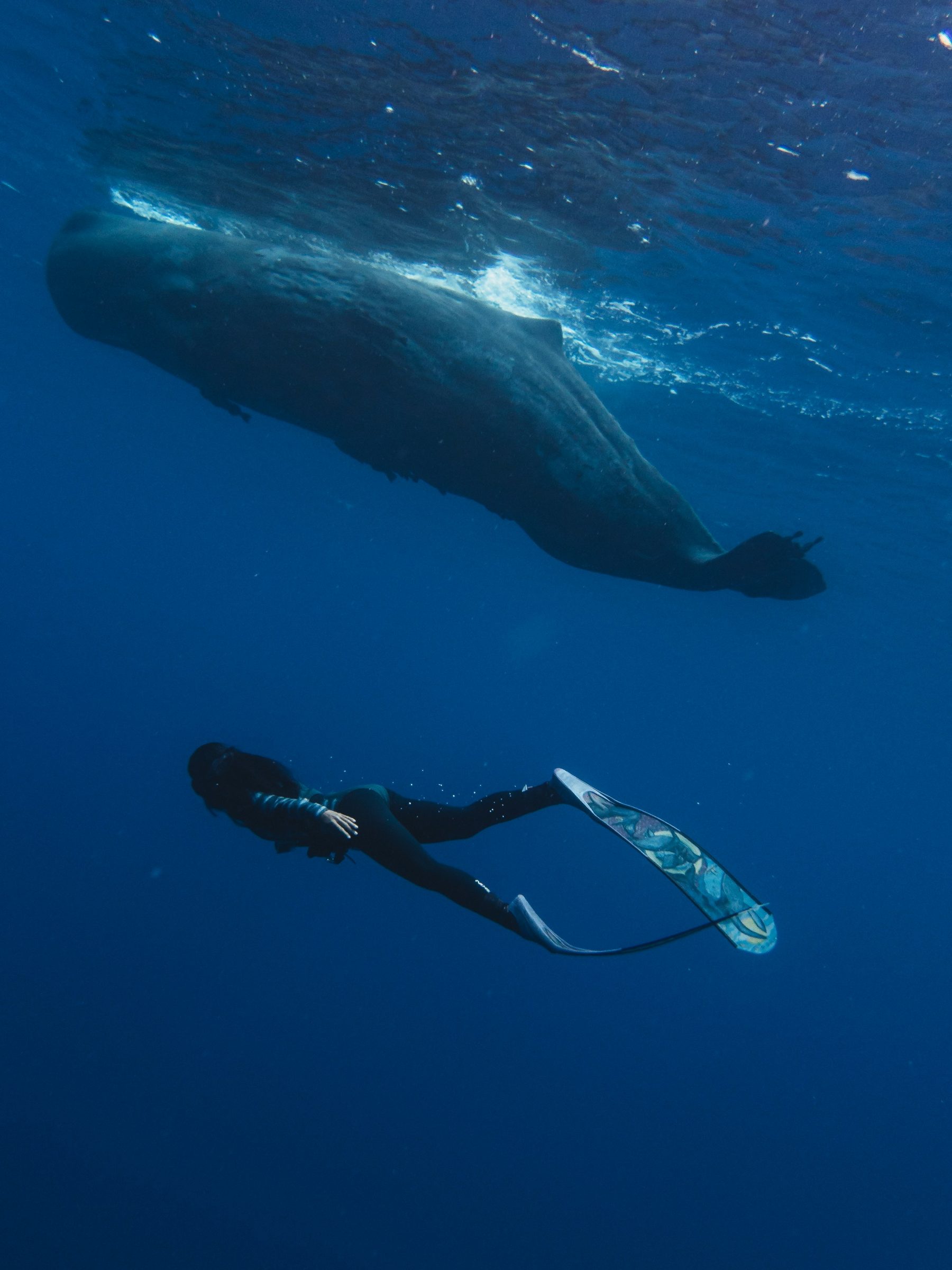 A freediver in deep blue water off the west coast, Mauritius