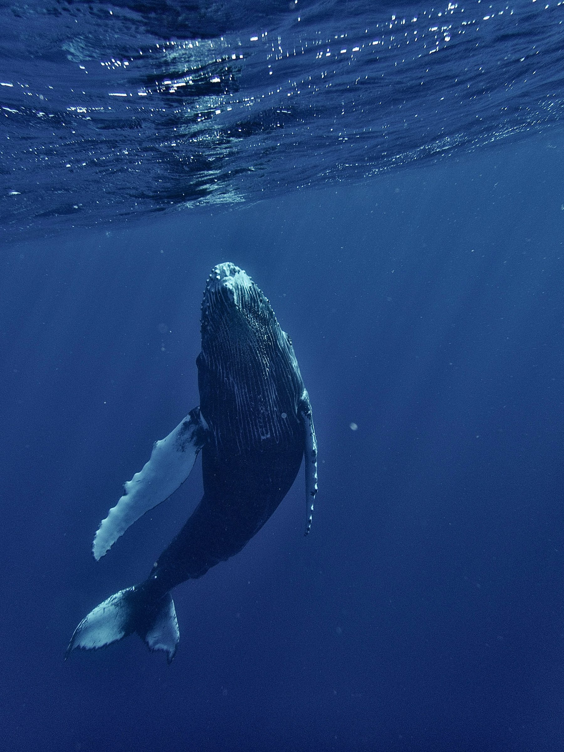 A humpback whale beneath the surface off the west coast, Mauritius