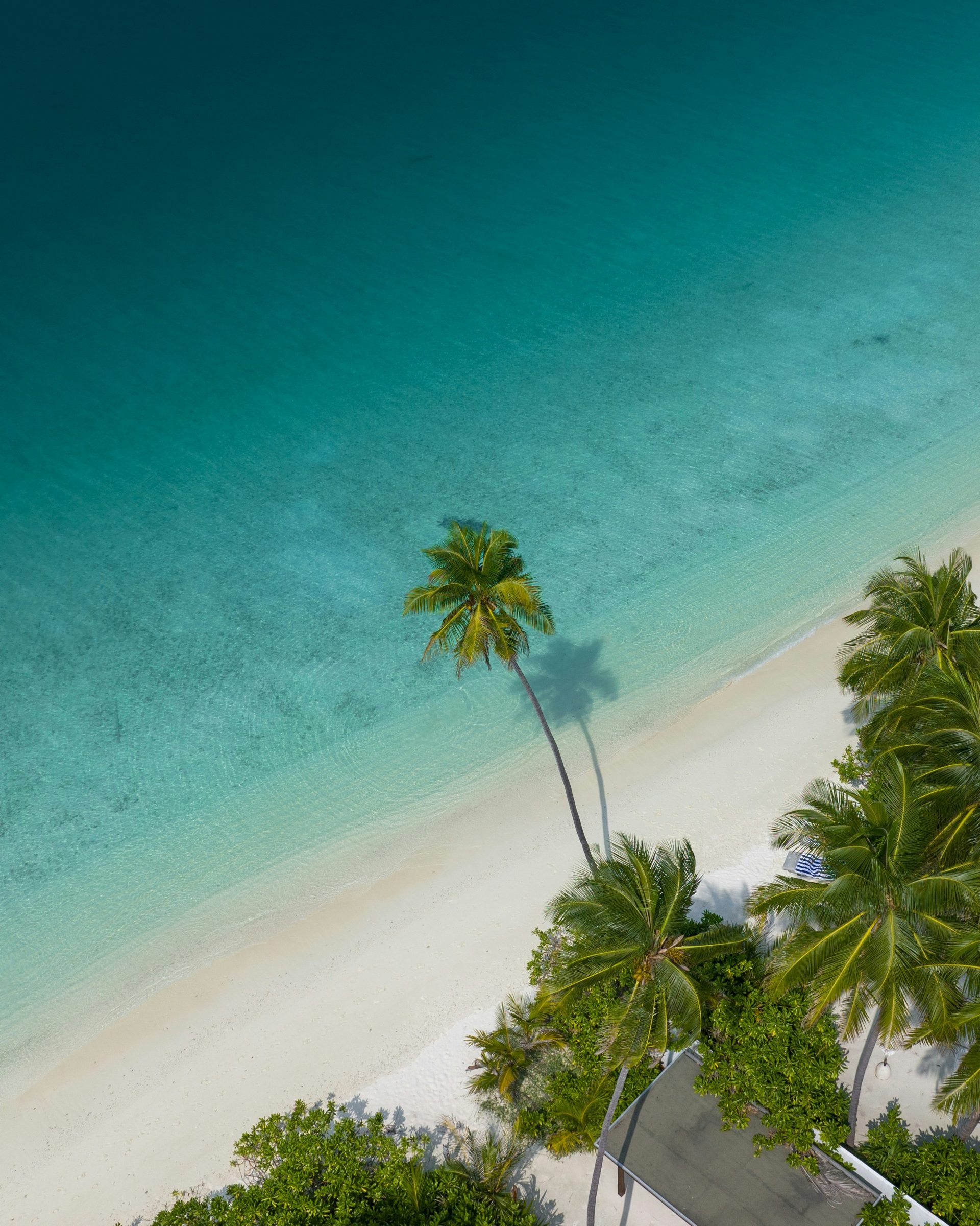 A single palm above a turquoise lagoon and pale-sand beach, Mauritius