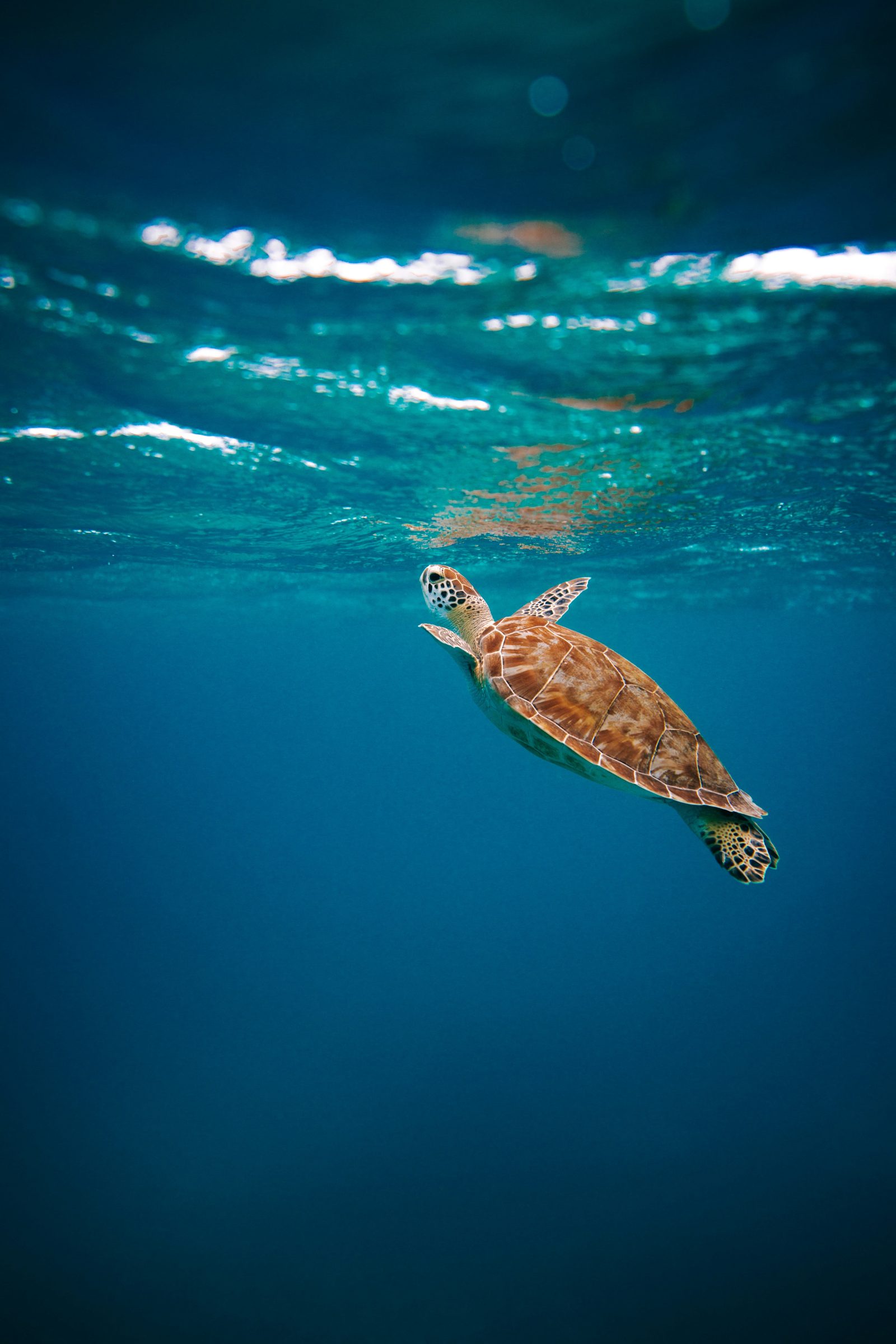 A green sea turtle gliding through the clear lagoon, Mauritius