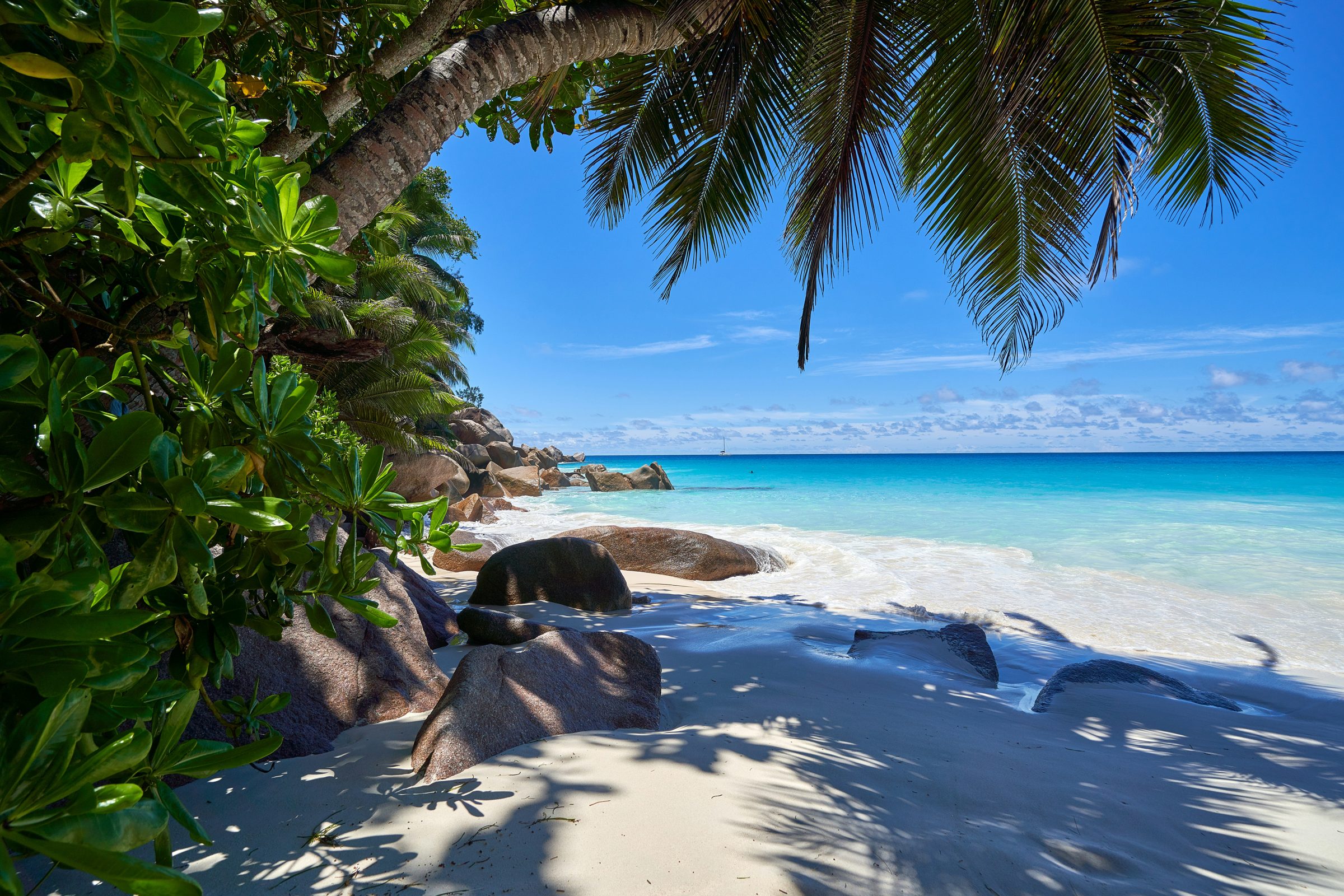 A palm-shaded granite beach in the Seychelles