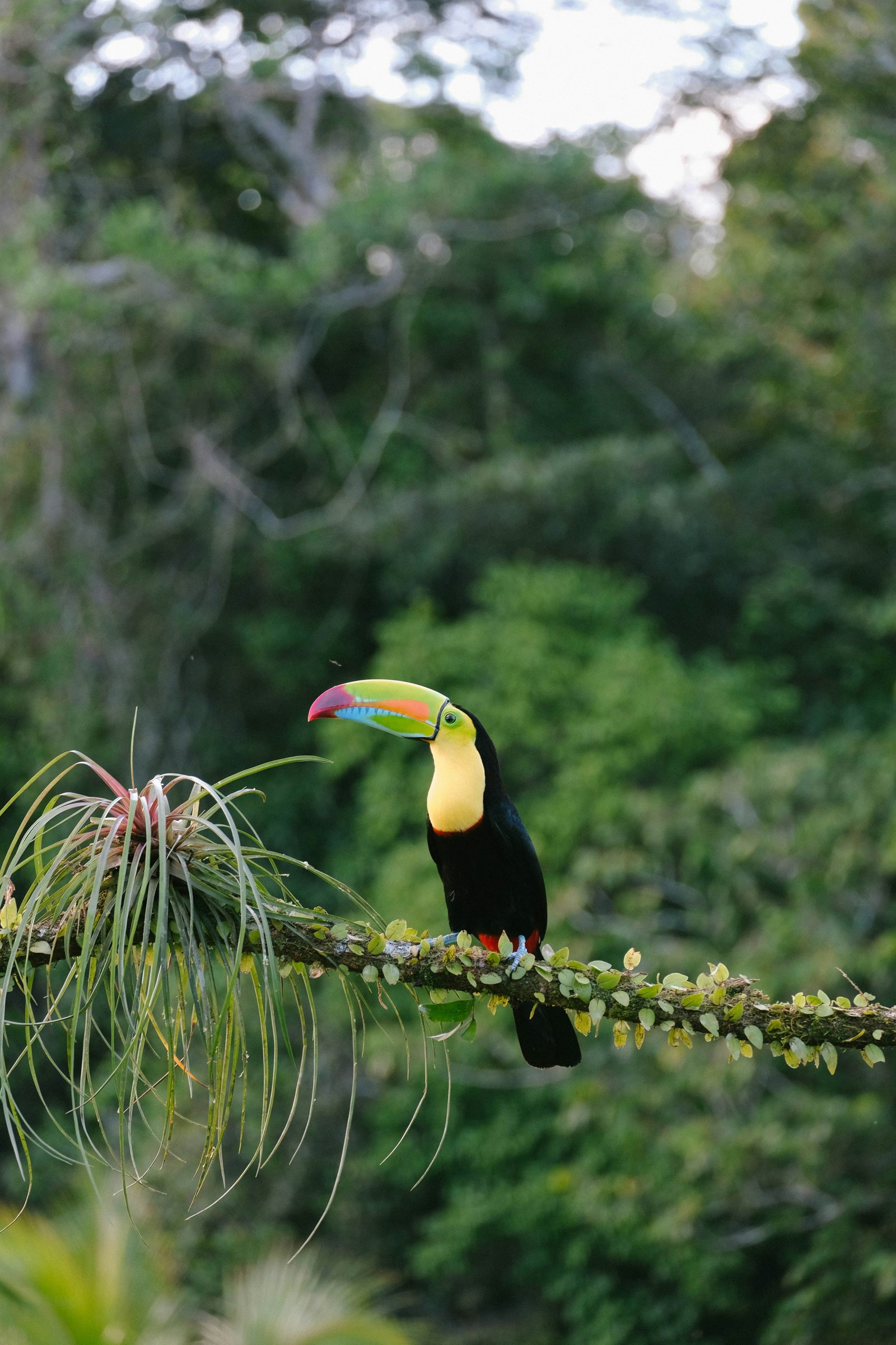 A guided walk through the Vallee de Mai, Seychelles