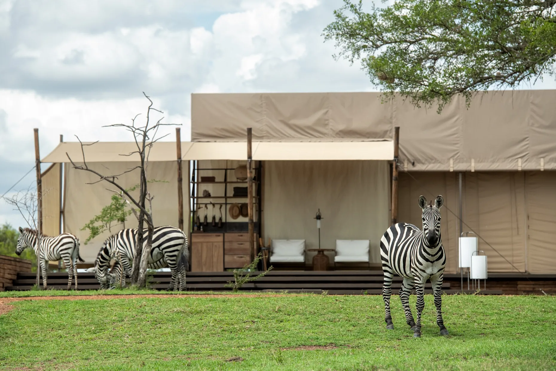 Zebras grazing in front of a tented suite at Singita Sabora, Tanzania