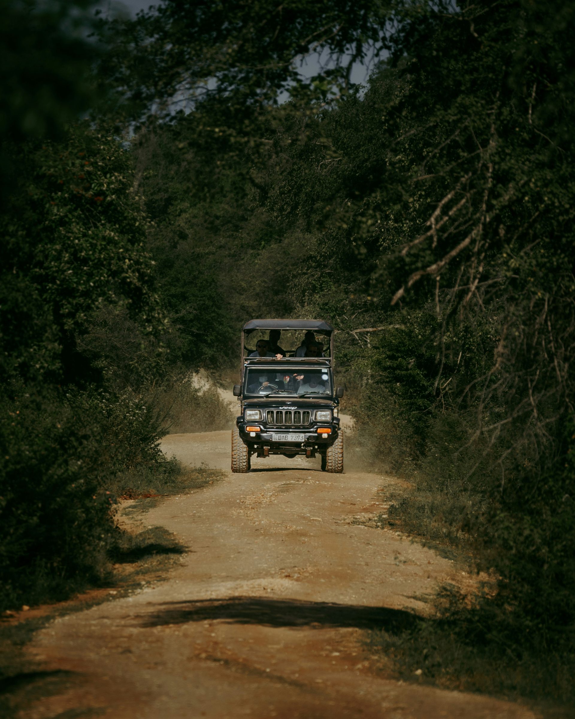 A forest track in the Virunga foothills, Rwanda