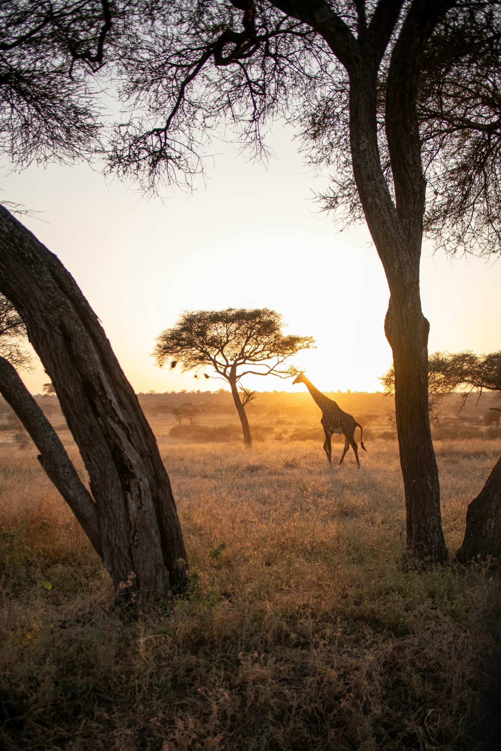 A giraffe at golden hour between acacia trees on the savannah