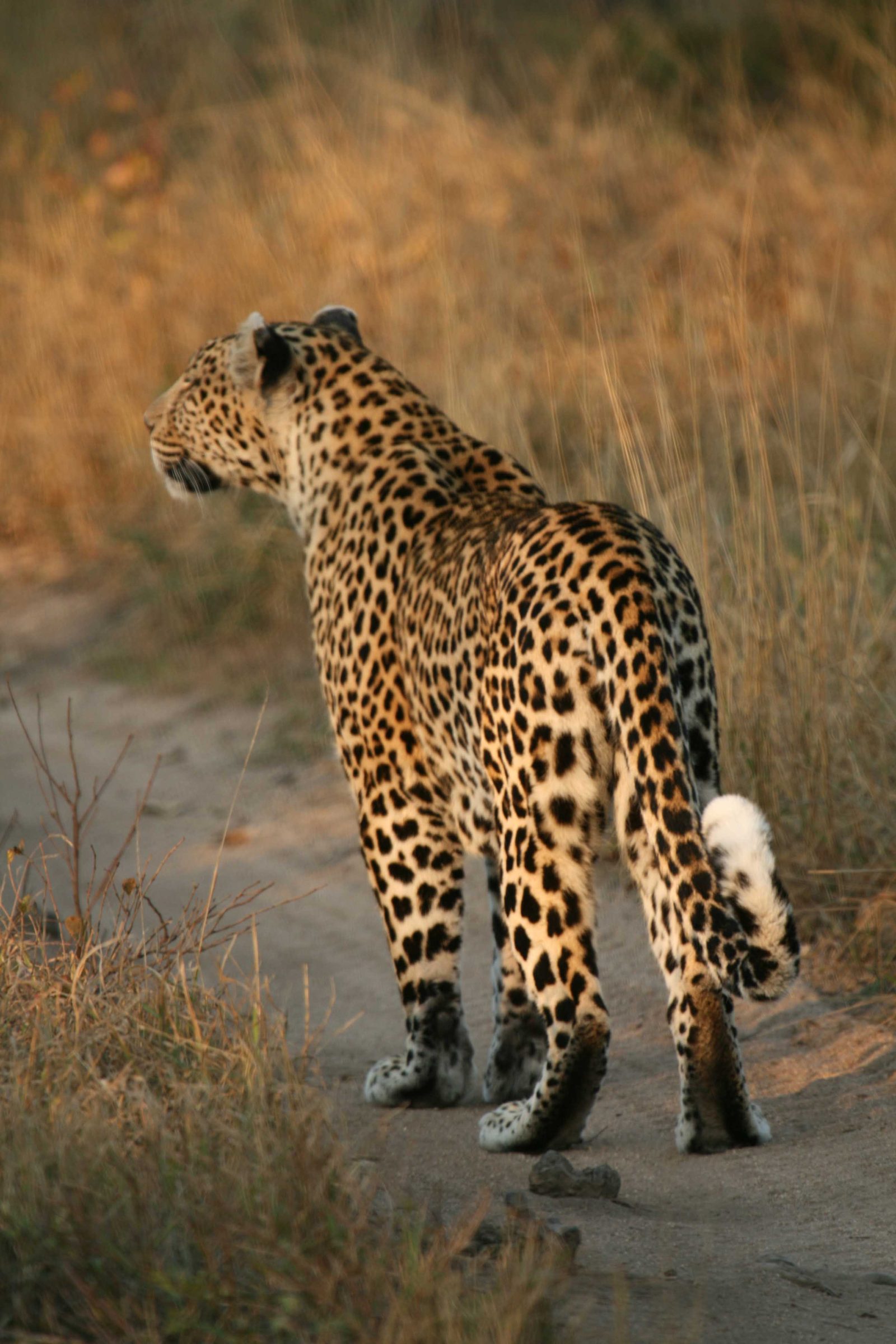 Leopard at golden hour, one of the Big Five on safari