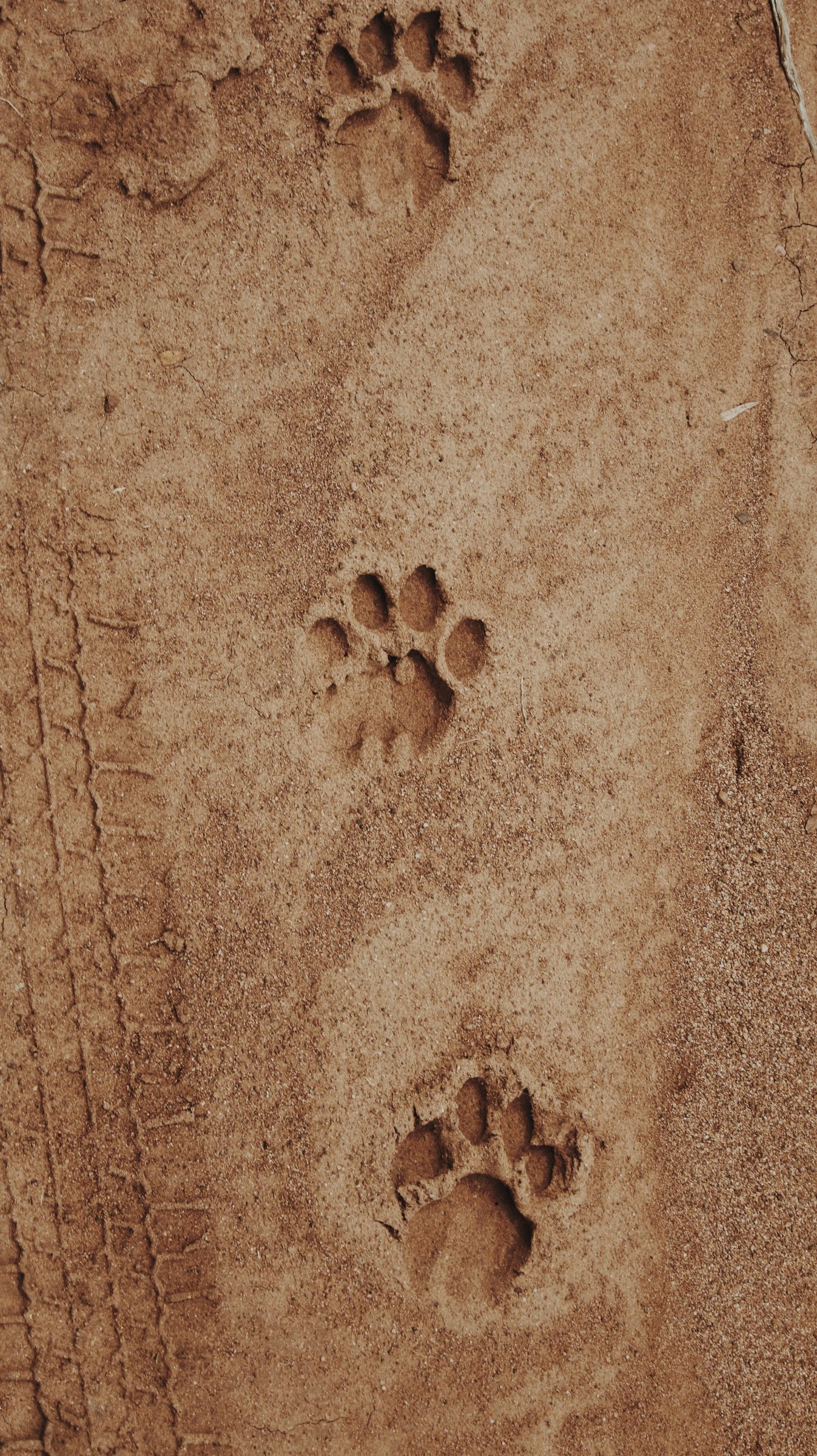 Tracks on the forest floor, Volcanoes National Park, Rwanda