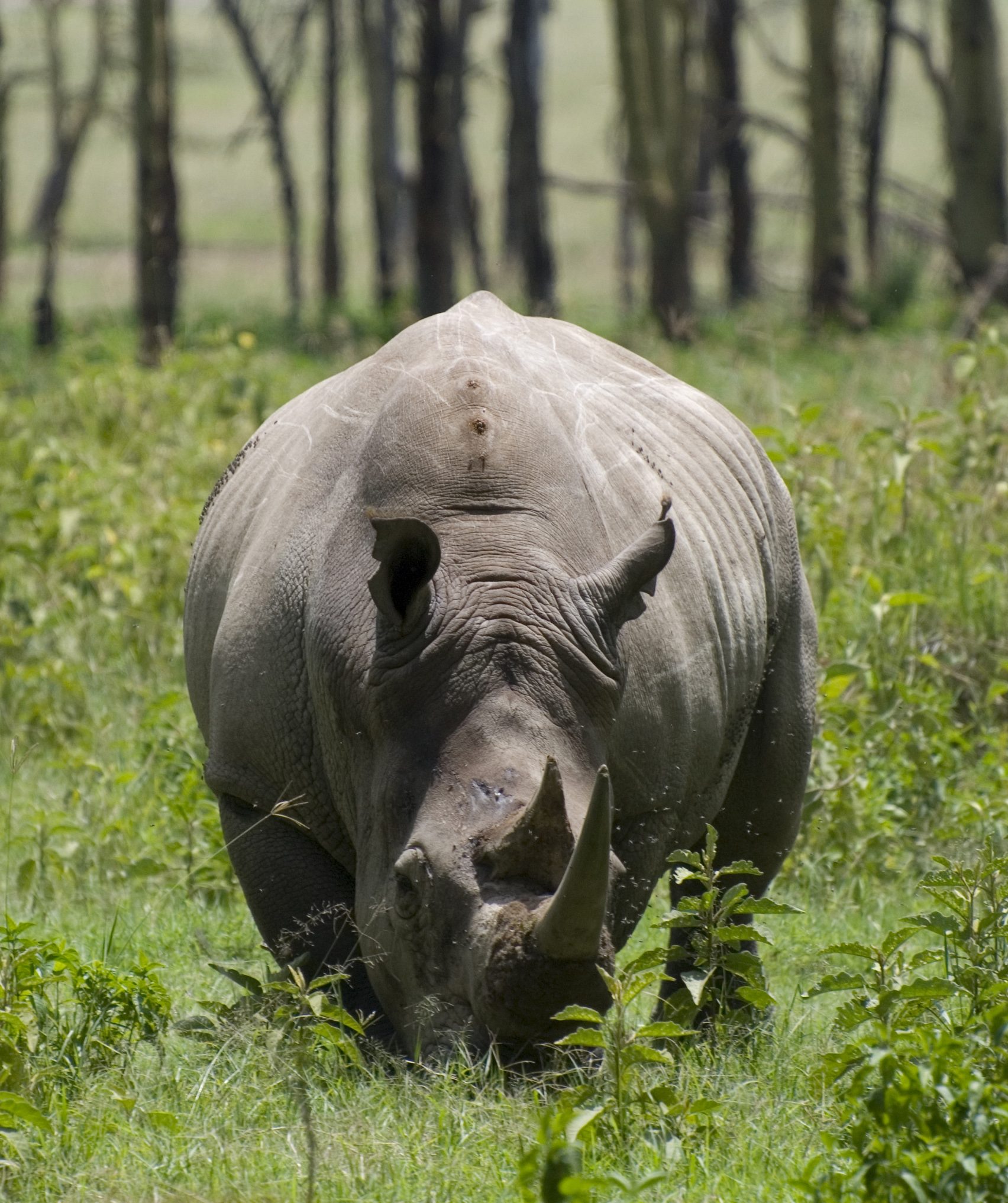 A rhino in the long grass, Akagera, Rwanda